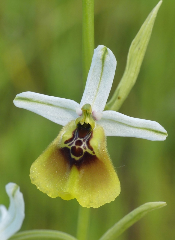 Ophrys lacaitae tra introgressioni e forme ibride  Molise 2023.